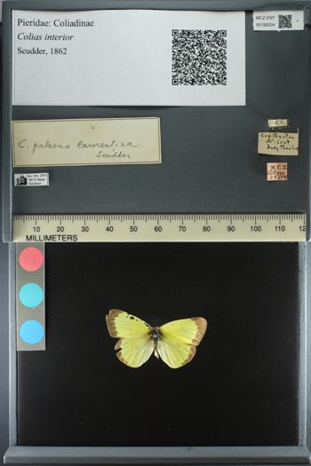 Media type: image;   Entomology 192034